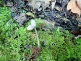 Helvella latispora image