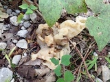Helvellosebacina concrescens image