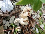 Helvellosebacina concrescens image