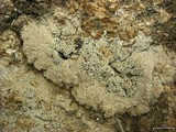 Diploschistes scruposus image