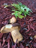 Leccinum rugosiceps image