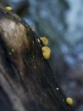 Sarcomyxa serotina image