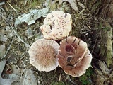Hydnellum scrobiculatum image
