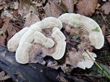 Phellodon confluens image