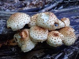 Pholiota squarrosoides image