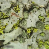 Phaeophyscia orbicularis image