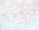 Pholiota squarrosoides image