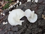 Pleurotus pulmonarius image
