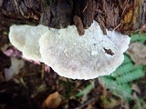 Postia tephroleuca image