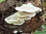 Postia tephroleuca image