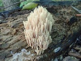 Ramaria stricta image
