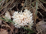 Ramariopsis kunzei image