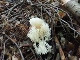 Ramariopsis kunzei image