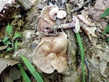 Sarcodon joeides image
