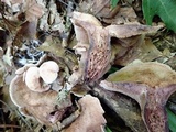 Sarcodon joeides image