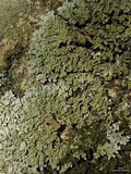 Physconia enteroxantha image