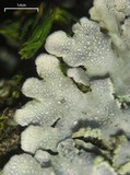 Physconia enteroxantha image