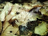 Aphelaria tuberosa image