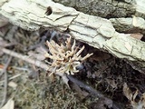 Aphelaria tuberosa image