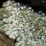 Physconia fallax image