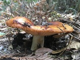 Russula fragrantissima image