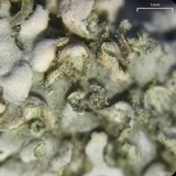 Physconia fallax image