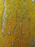 Oxneria fallax image