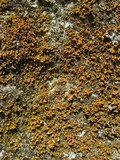 Xanthomendoza mendozae image