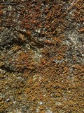 Xanthomendoza mendozae image