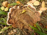 Ganoderma australe image