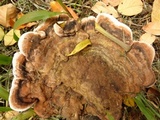 Ganoderma australe image