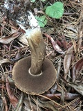 Tylopilus porphyrosporus image