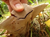 Ganoderma australe image