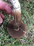 Tylopilus porphyrosporus image