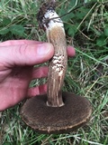 Tylopilus porphyrosporus image