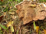 Ganoderma australe image