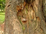Ganoderma australe image