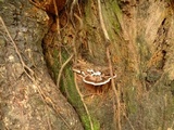 Ganoderma australe image