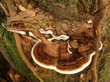 Ganoderma australe image