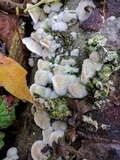 Cerrena unicolor image