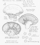 Sarcodon fuscoindicus image