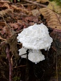 Tyromyces chioneus image