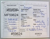 Inocybe neobrunnescens image