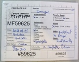 Inocybe neobrunnescens image