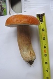 Boletus chippewaensis image