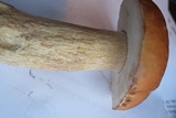 Boletus chippewaensis image
