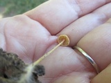 Mycena crocea image