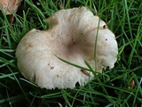 Russula cerolens image