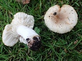 Russula cerolens image