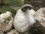 Entoloma abortivum image
